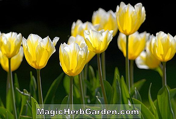 Tulipa (Sweetheart tulipán)