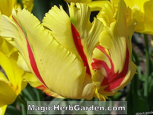 Tulipa (Flaming Parrot Tulip)