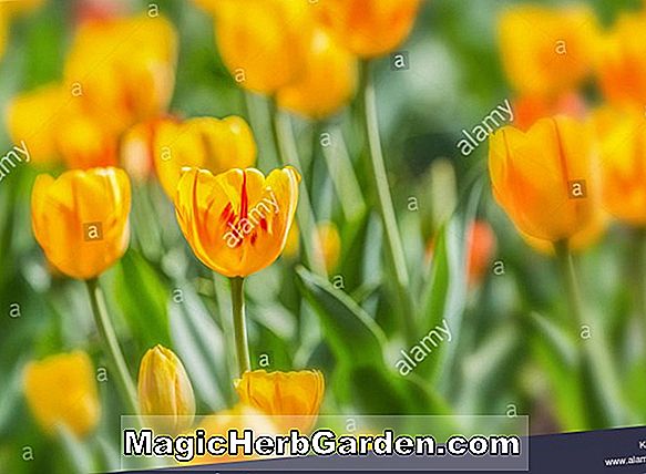 Tulipa (világos tulipán)