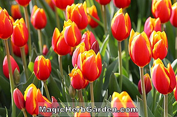 Tulipa (Orange Toronto Tulip)