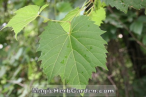 Vitis (Mars Szőlő)