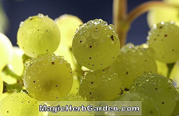 Növények: Vitis vinifera (Nebbiolo szőlő)