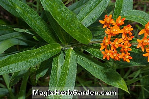 Asclepias - Butterfly Weed, Root Pleurisy, Milkweed, Tanaman Keras Panduan untuk Menanam Bunga