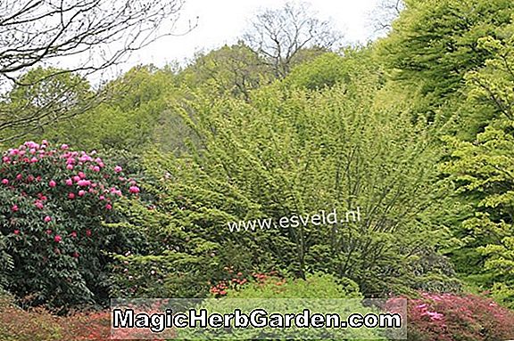 Acer davidii (Maple Serpentine)