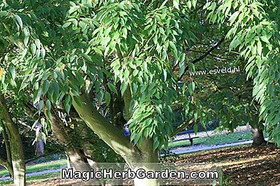 Acer davidii (Ernest Wilson Maple)