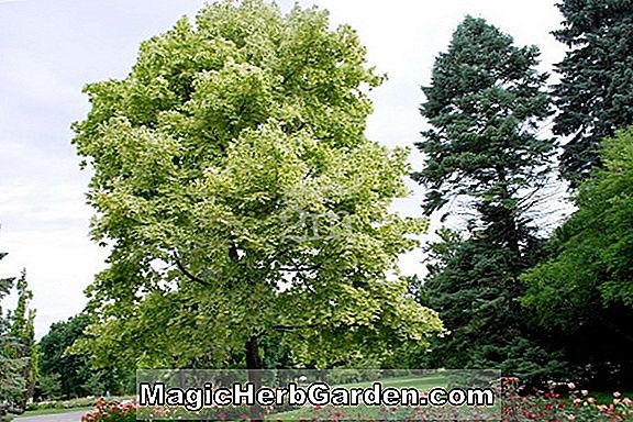 Acer platanoides (Drummondii Harlequin Maple)