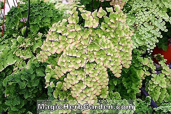 Tumbuhan: Adiantum tenerum (Menangis Gloriosum Maidenhair Fern)