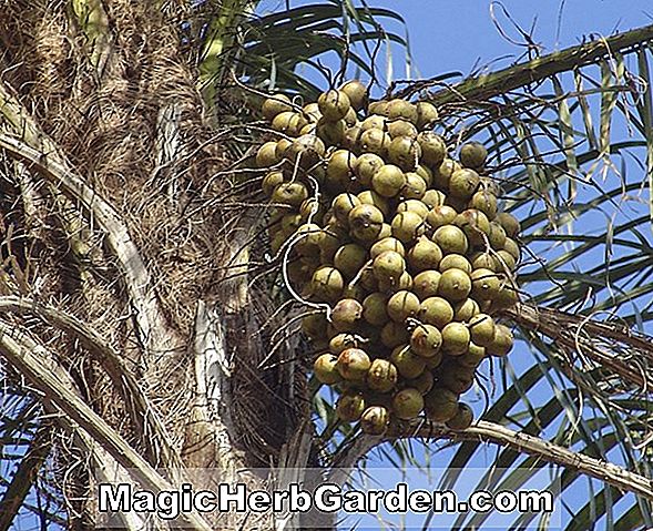 Tumbuhan: Aiphanes acanthophylla (Puerto Rico Palm)