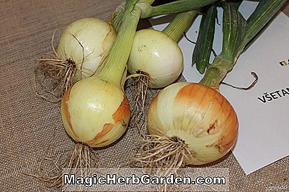 Allium cepa (Southport White Globe Onion)