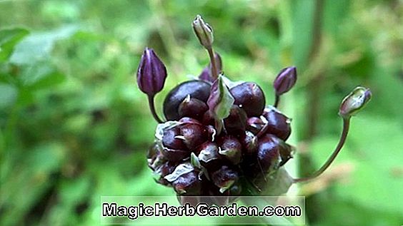 Allium scorodoprasum (Bawang Putih)