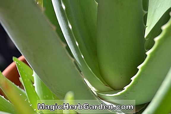 Aloe (Aloe)