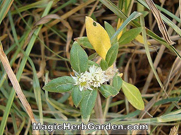 Alternanthera paronychioides (Bunga-sekam Halus)