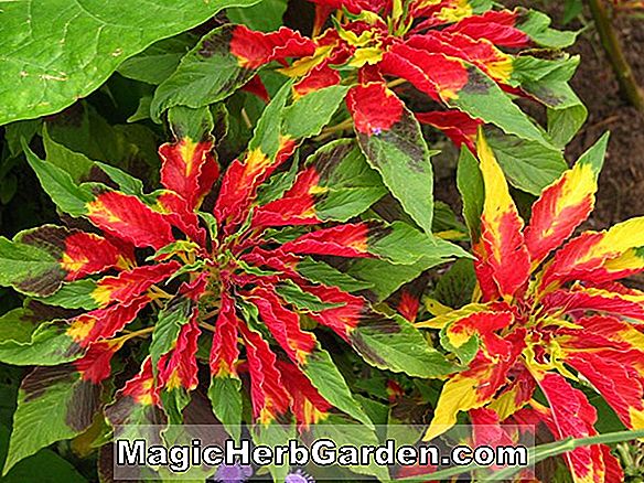 Tumbuhan: Amaranthus tricolor (Flaming Fountains Tampala)