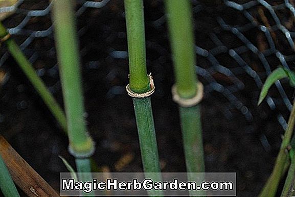 Ampelocalamus scandens (Bambu)