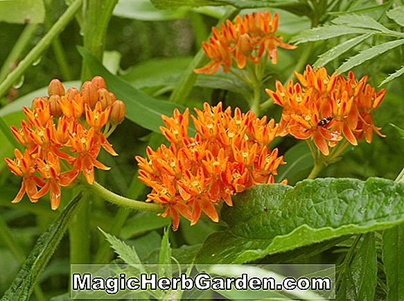 Tumbuhan: Asclepias tuberosa (Butterfly Weed)