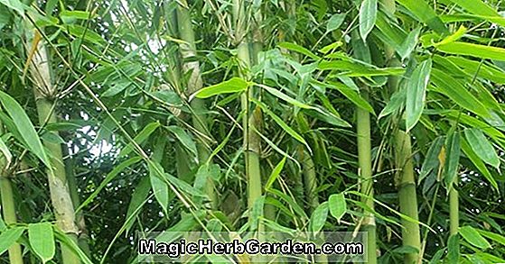 Bambusa blumeana (Bambu)