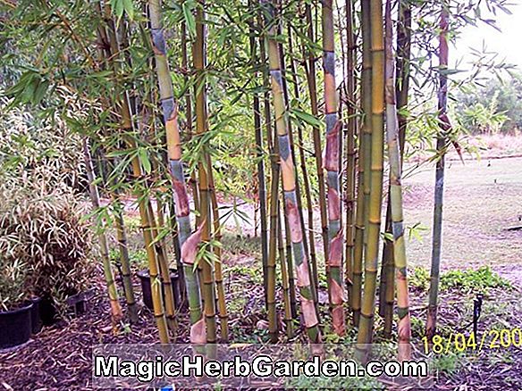 Tumbuhan: Bambusa oldhamii (Oldham's Bamboo)
