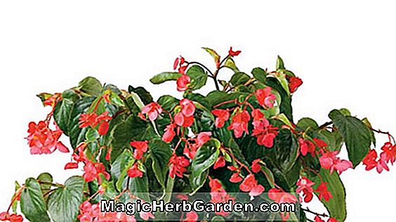 Tumbuhan: Begonia (Rebecca Begonia)