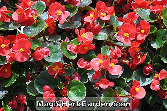 Tumbuhan: Begonia heydei (Heydei Begonia)