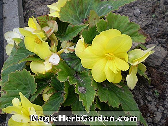 Begonia lloydii (Eunice Begonia)