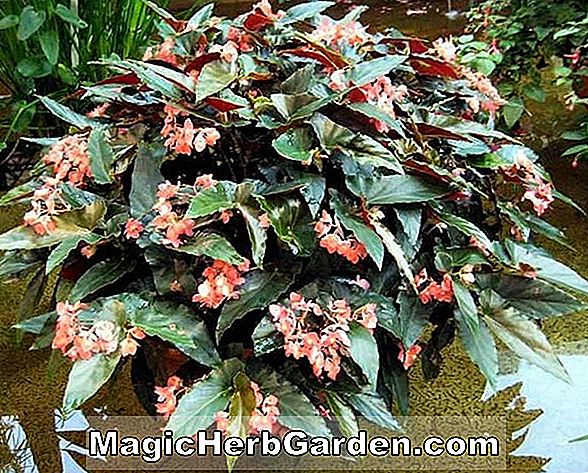 Tumbuhan: Begonia Victoria Kartack (Victoria Kartack Begonia)