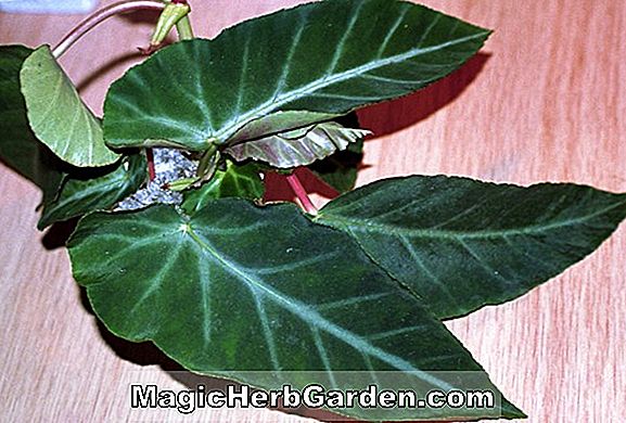 Begonia angularis (Begonia Angularis) - #2