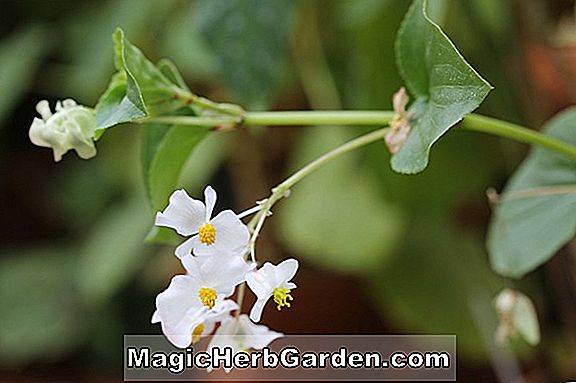 Tumbuhan: Begonia Bernice Brilmayer (Bernice Brilmayer Begonia) - #2