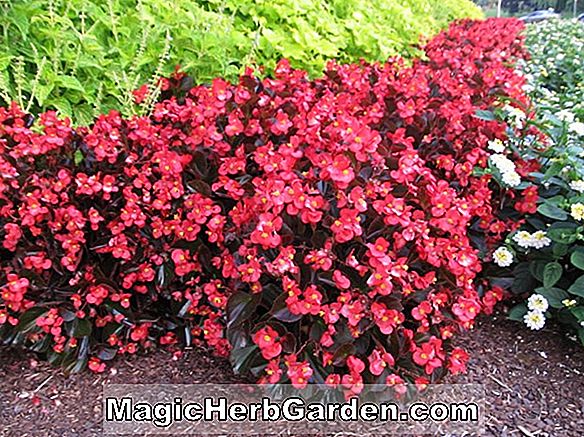 Begonia Big Red (Big Red Begonia) - #2