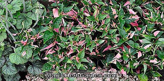 Begonia Blue Ridge (Blue Ridge Begonia)
