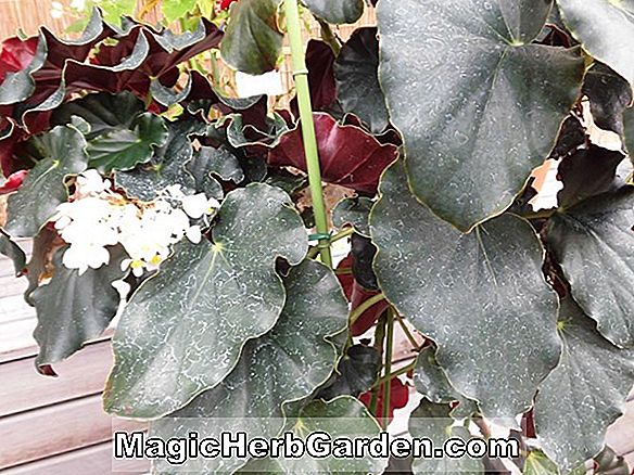 Begonia Bokit (Bokit Begonia)