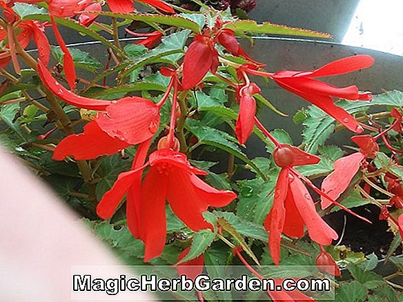 Tumbuhan: Begonia Bonfire (Bonfire Begonia) - #2