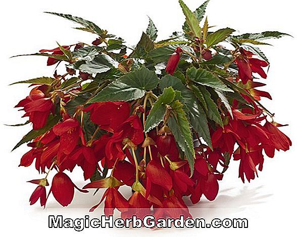 Begonia Bronze King (Perunggu Raja Begonia) - #2