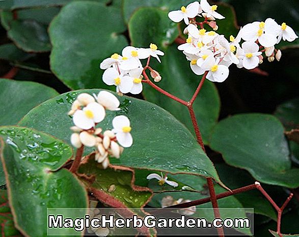 Begonia dominicalis (Dominicalis Begonia) - #2