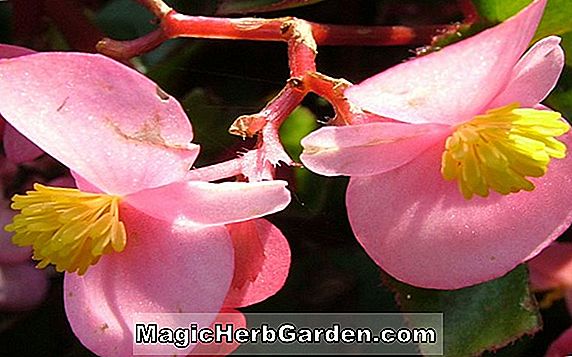 Tumbuhan: Begonia Cinderella (Cinderella Begonia)