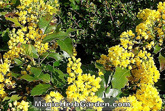 Tumbuhan: Begonia Claudia (Claudia Begonia)