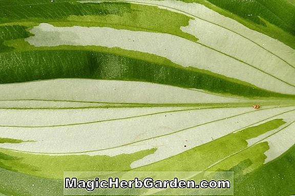Tumbuhan: Begonia Cool Waters (Cool Waters Begonia)