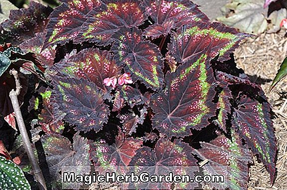 Begonia Millie Thompson (Millie Thompson Begonia)