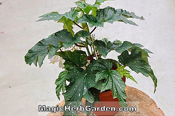 Begonia Esther Albertine (Esther Albertine Begonia) - #2