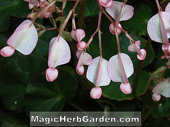 Begonia Feastii (Feastii Begonia)