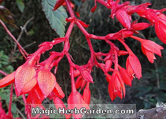 Begonia ferruginea (Ferruginea Begonia)