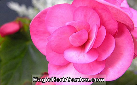Tumbuhan: Begonia Forty Niner (Empat Puluh Niner Begonia) - #2