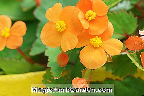 Tumbuhan: Begonia Frau Hoffman (Frau Hoffman Begonia) - #2