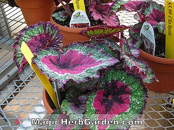 Tumbuhan: Begonia Granny (Nenek Begonia) - #2