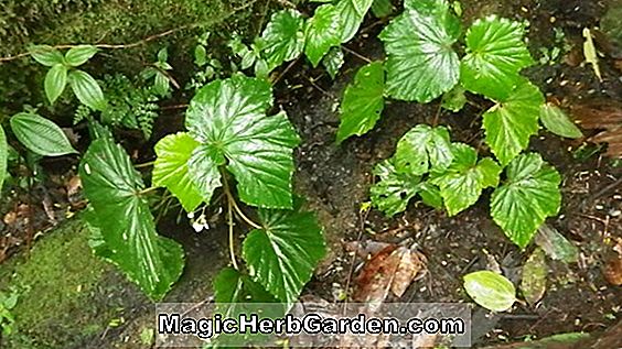 Begonia humilis (Humilis Begonia)