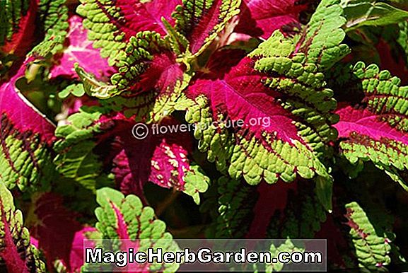 Mantel Begonia Joseph (Mantel Joseph Begonia) - #2