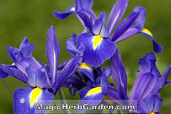 Begonia Lady Iris Westerdahl (Lady Iris Westerdahl Begonia) - #2