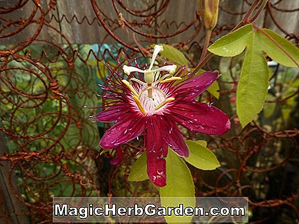 Begonia Lady Margaret Lee (Lady Margaret Lee Begonia) - #2