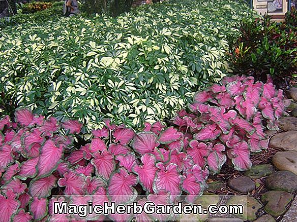 Begonia Lady Mary Burchell (Lady Mary Burchell Begonia)