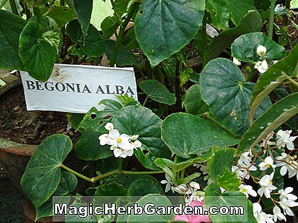 Tumbuhan: Begonia Laguna (Laguna Begonia) - #2