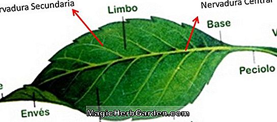 Begonia Lament (Ratapan Begonia)